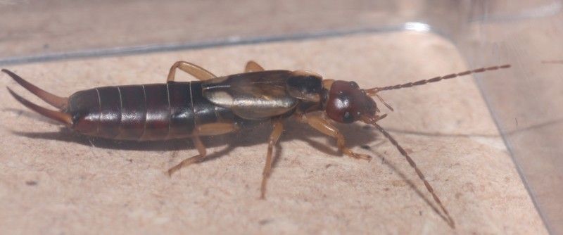 Forficula auricularia (Forficulidae), femmina